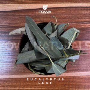 Eucalyptus Leaf